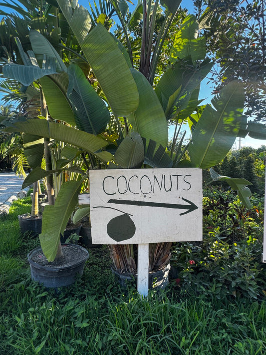 Original Painting - Coconut Sign - Florida 8x10 Thrifted Framed