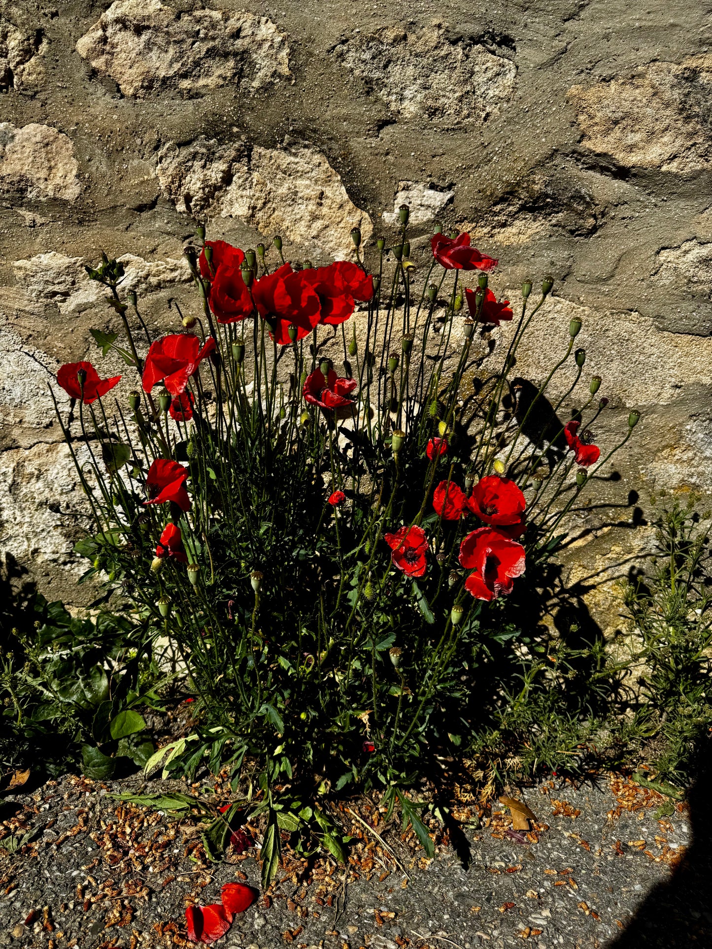 Red flowers growing against a stone wall